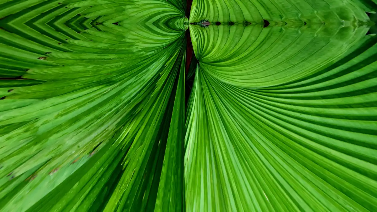 Comprendre le backlash anti-climat et son impact sur la démocratie